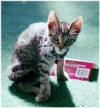 Mommy, I know I'm only 9 weeks old, but this is redicules!