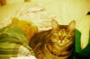 Our Beloved Cat, Precious.. We will Miss you.