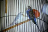 SnowBird and BlueBird