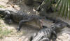 A alligator David caught getting a bite to eat