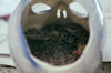Our Geckos