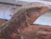 iggie!!!