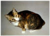 Luci was adopted after Ricki.  She has no tail