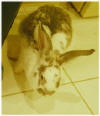 thumper died a few months after Precious