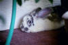 A beautiful pic of Thumper